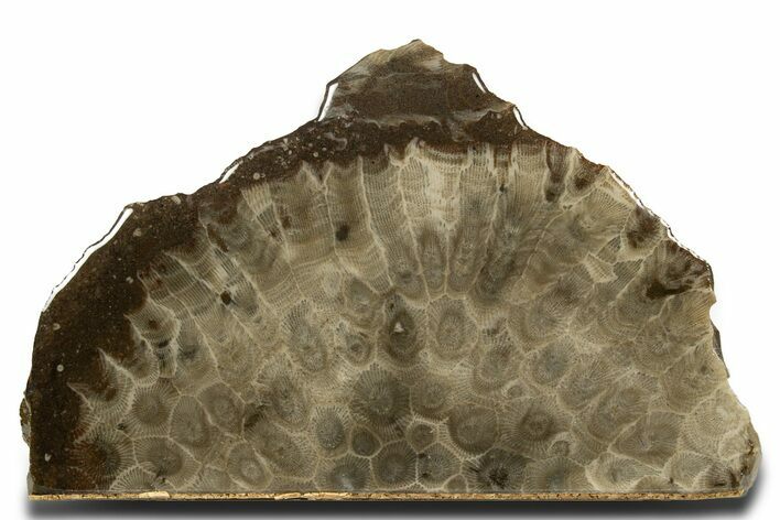 Free-Standing, Petoskey Stone (Fossil Coral) Section - Michigan #322956